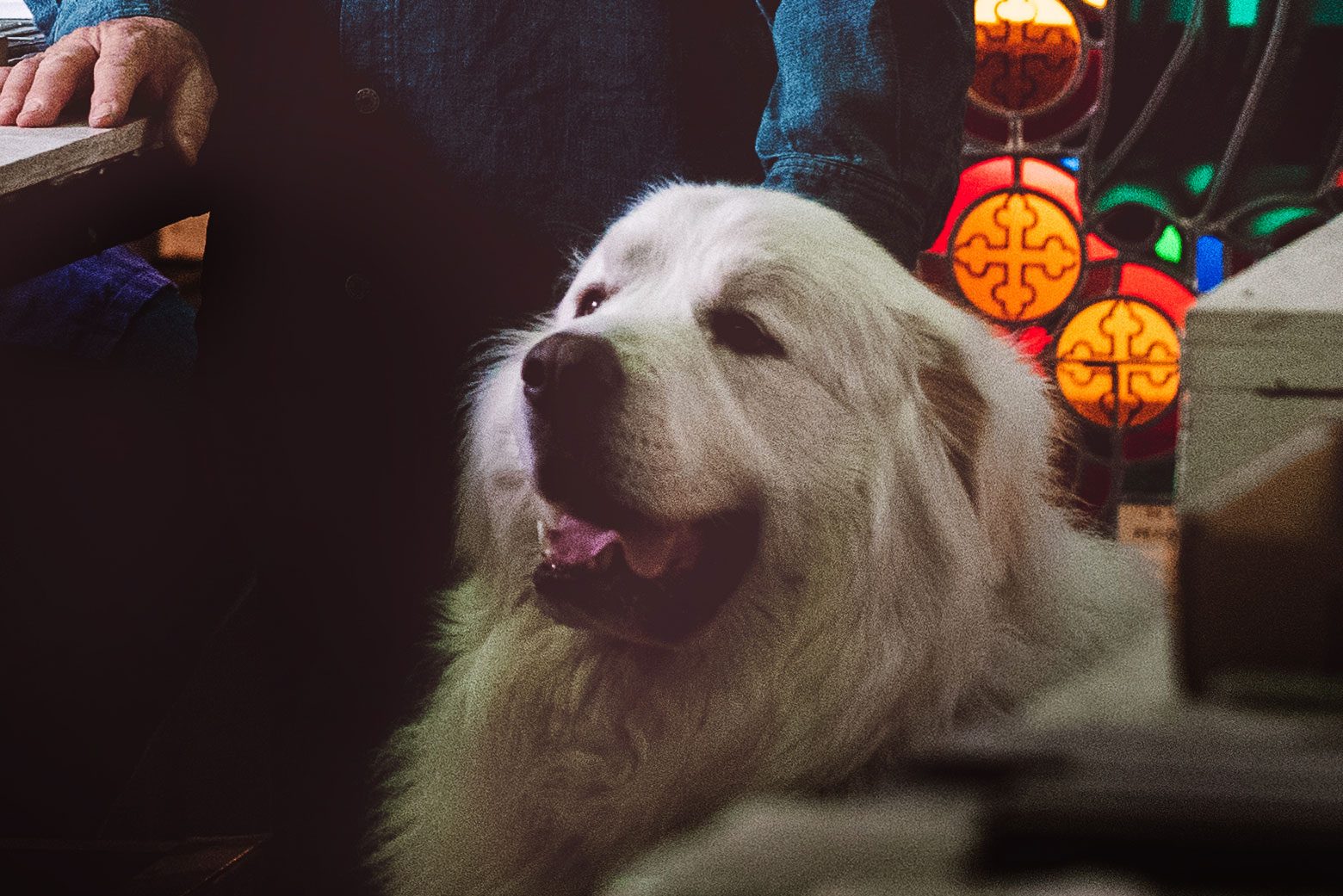 White Great Pyrenees dog in the stained glass studio
